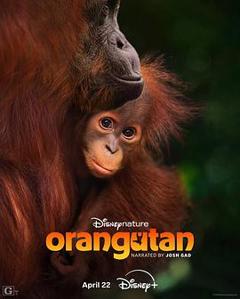 免费在线观看《红毛猩猩》